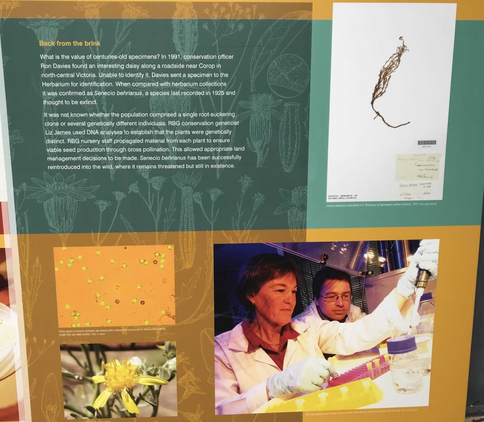 Interpretive sign on the outside of the Herbarium building, Royal Botanic Gardens Melbourne. Photographed 2026
